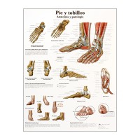 Anatomiediagramm: Fuß und Knöchel